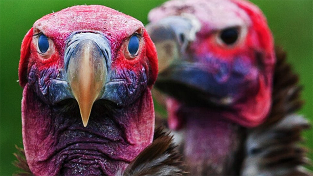 Vultures circling super